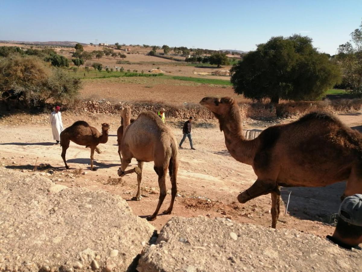 סקורה Gite Kasbah La Palmeraie מראה חיצוני תמונה