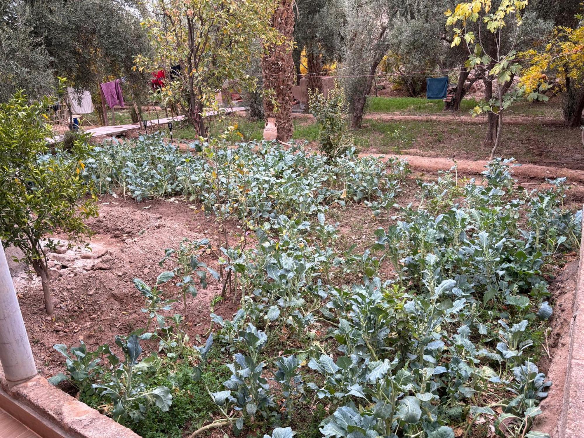 סקורה Gite Kasbah La Palmeraie מראה חיצוני תמונה