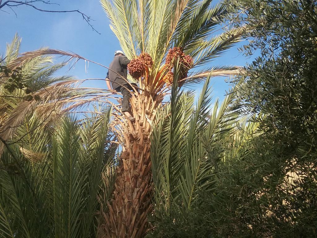 סקורה Gite Kasbah La Palmeraie מראה חיצוני תמונה
